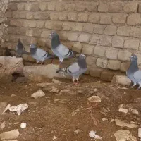 کفتر