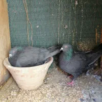 فروش کبوتر به صورت یکجا