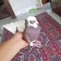 کفتر