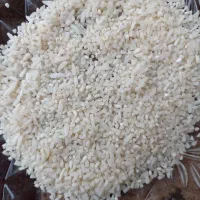 لاشه هاشمی تازه