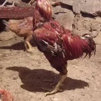 مرغ و خروس لاری