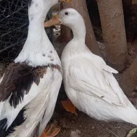 اردک