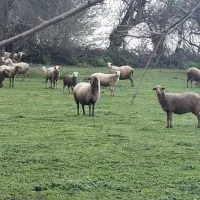 فروش 6راس گوسفند همراه بره