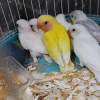 کوتوله برزیلی دستی نرم خور سفید