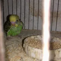 مرغ عشق سرلاک