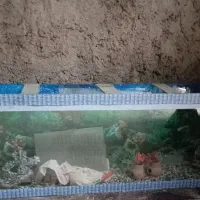 آکواریم فروشی سالم