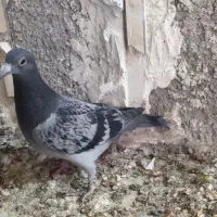 کبوتر آلمانی