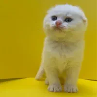 اسکاتیش صورت خرسی چشم آبی خیلی خاص