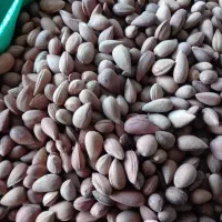 الوک ماهور میلاتی
