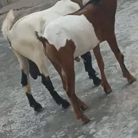 ۲عدد نری شهری و۳عدد گیسه کهره نزار نزری خون