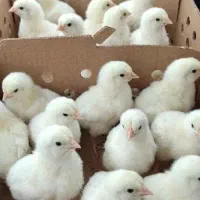 جوجه سفید تحویل درب منزل