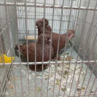 کفتر تزیینی عرابی سرخ جفت مولد بیگ سایز