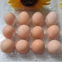 تخم مرغ رسمی و خانگی تازه و ارگانیک