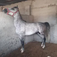 فروش اسب نریان کرد