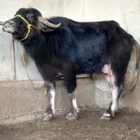 ماده گاومیش شیری با گوساله