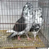 کفتر|پرنده|قم, شهرک فاطمیه|دیوار