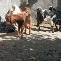 ۵عدد کهره نر کیلو۵۷۰