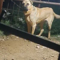 سگ گله|سگ|دوگنبدان, |دیوار