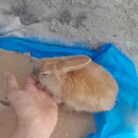 خرگوش|موش و خرگوش|سنندج, |دیوار