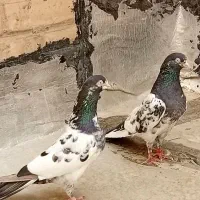 خوب اگهی رو بخون