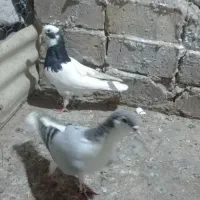 کبوتر رنگی