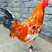 خروس جوان