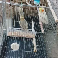 عروس هلندی جفت