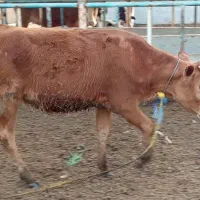 بچر