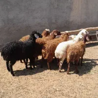 بره ماده مخصوص داشت