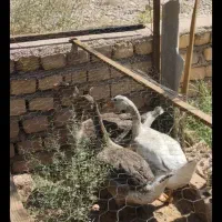 قوغاز سه ماهه ۲/۰۰۰/۰۰۰
