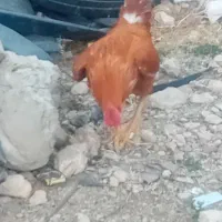 خروس لاری ده پیاله