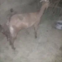 بز نسل دار با بزغاله