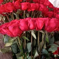 گل رز طبیعی و تازه عمده زیر قیمت کل ایران