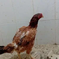 تخم لاری نطفه دار
