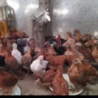 گلپایگان جوجه
