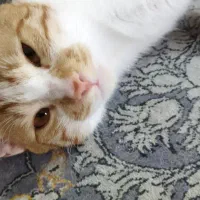 واگذاری رایگان گربه نر