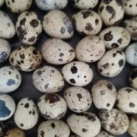 تخم نطفه دار، بلدرچین تخم گذار و گوشتی