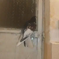 خال چپ افشون نر