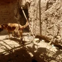 سگ افغان|سگ|بردسیر, |دیوار