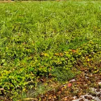 ۱۰۰۰ متر زمین کشاورزی حاصلخیز