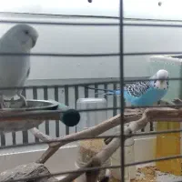 مرغ عشق جفت