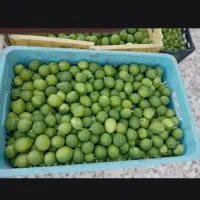فروش لیمو تازه