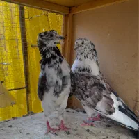 کبوتر پرش سنگین زحمت یه عمر