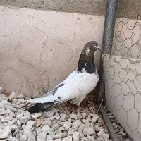 کبوتر کله دار نر بدون غلط