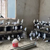 کفتر|پرنده|کرج, بیلقان|دیوار