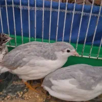 ۴ عدد بلدرچین دوتاش یکم میخونه فقط همین امروز
