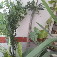 نخل ماداگاسکار،