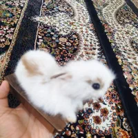 مجسمه|مجسمه، تندیس، ماکت|ایلام, |دیوار