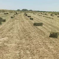 یونجه با قیمت خوب وبا کیفیت عالی