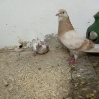 کفتر ماده زرد قلاب به سر